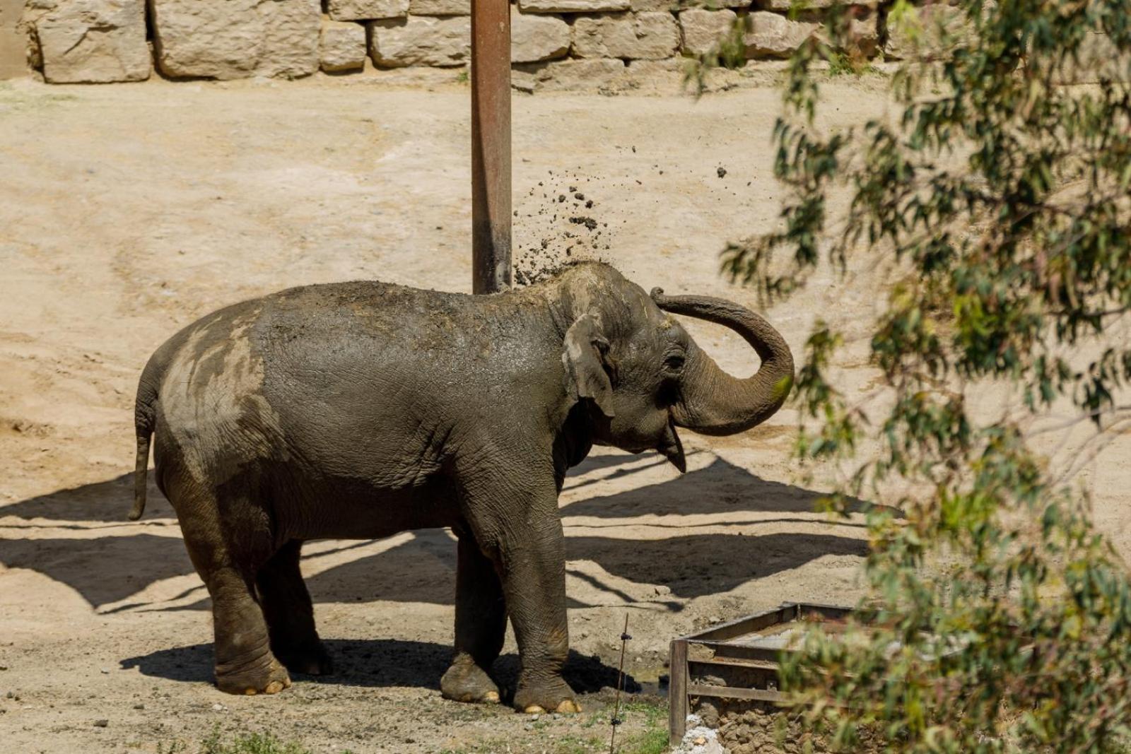 Hotel Selwo Lodge - Animal Park Tickets Included Estepona Eksteriør billede