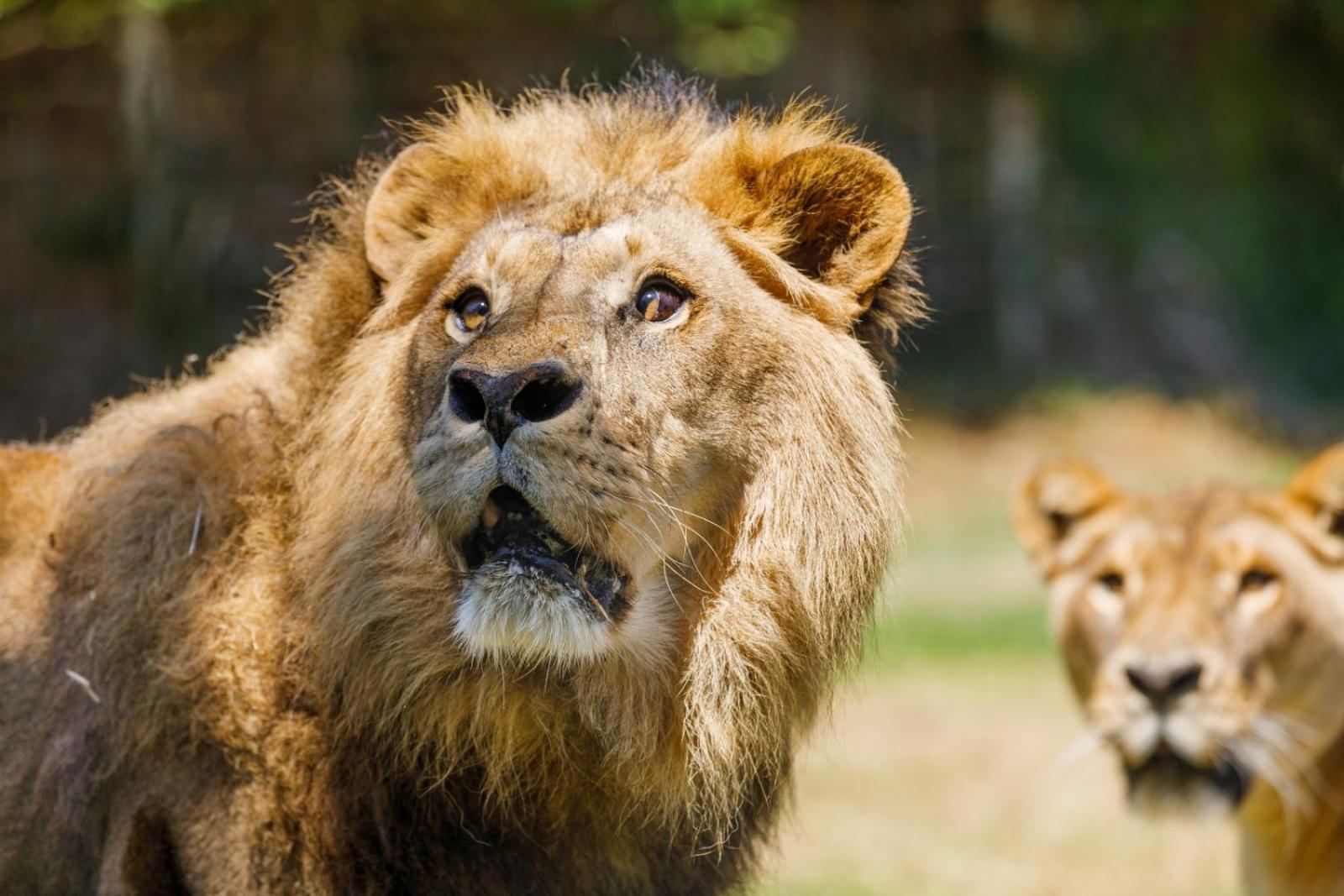 Hotel Selwo Lodge - Animal Park Tickets Included Estepona Eksteriør billede