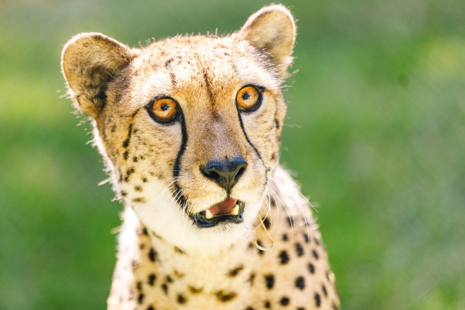 Hotel Selwo Lodge - Animal Park Tickets Included Estepona Eksteriør billede