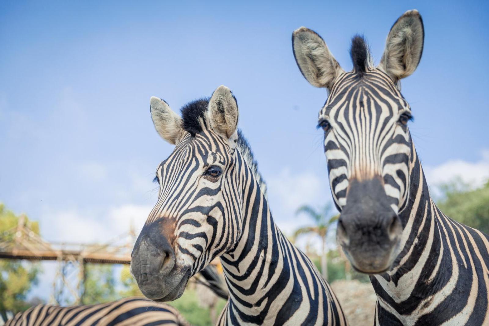 Hotel Selwo Lodge - Animal Park Tickets Included Estepona Eksteriør billede