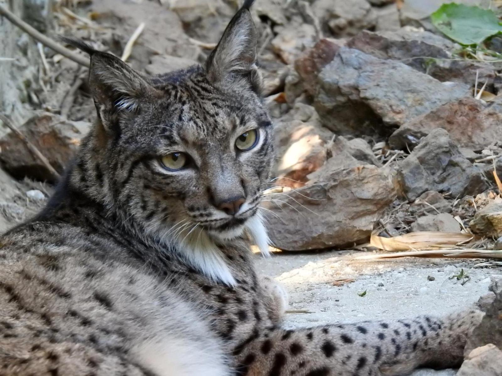 Hotel Selwo Lodge - Animal Park Tickets Included Estepona Eksteriør billede